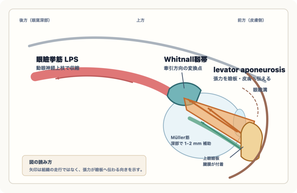 図1：LPS・levator aponeurosis・Whitnall靱帯・上眼瞼板の位置関係