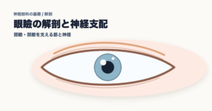 眼瞼の解剖と神経支配 - 神経眼科ノート